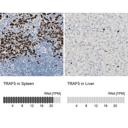 TRAF-5 Antibody, Novus Biologicals 0.1mL; Unlabeled:Antibodies, Polyclonal